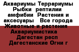 Аквариумы.Террариумы.Рыбки, рептилии, амфибии. Растения и аксесуары - Все города Животные и растения » Аквариумистика   . Дагестан респ.,Дагестанские Огни г.